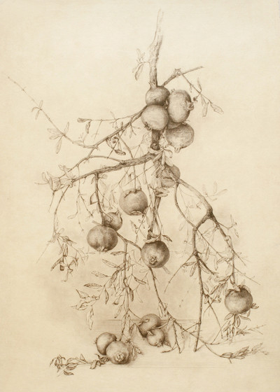 Marta Chirino | Ramas de granado