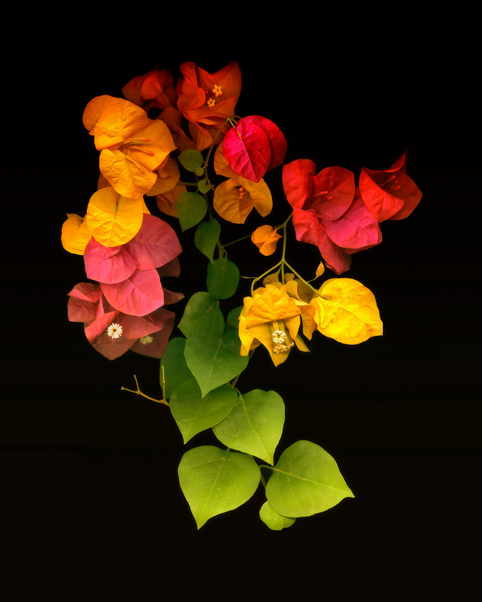 Andy Sotiriou | Bouganvilla flowering