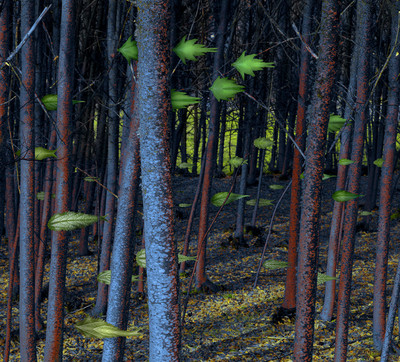 Leticia Felgueroso | El bosque de los pensamientos