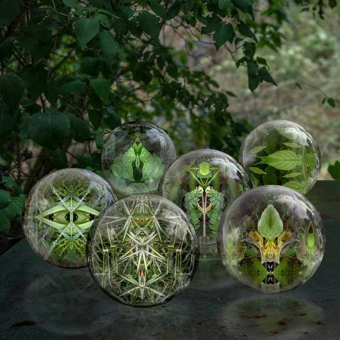 Leticia Felgueroso | Simetrías del reino vegetal