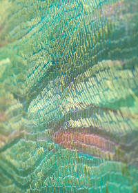 Carmen Baena | Viento de Primavera IV