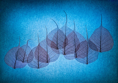 Andy Sotiriou | Hojas de encaje #04