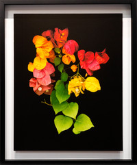 Andy Sotiriou | Bouganvilla flowering